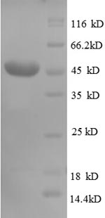 Recombinant Human CD320 antigen (CD320), partial