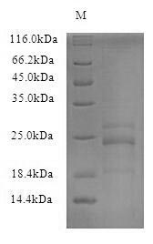 Recombinant Mouse Interleukin-23 subunit alpha (Il23a)