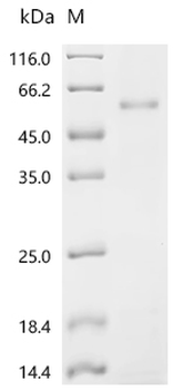 Recombinant Human Fibulin-7 (FBLN7)