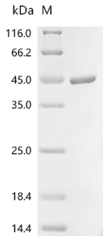 Recombinant Vaccinia virus Envelope protein H3 (OPG108), partial