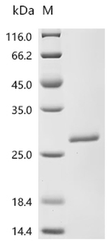Recombinant Human Ribosomal protein eL39-like 2 (RPL39L)