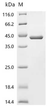 Recombinant Human Myelin protein P0 (MPZ), partial