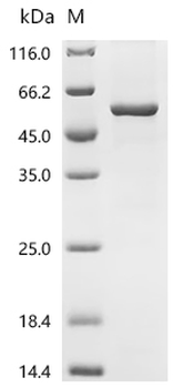 Recombinant Human protein-tyrosine-phosphatase (PTPRR)