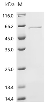 Recombinant Mouse Cytochrome P450 2C70 (Cyp2c70)