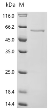 Recombinant Mouse Cytochrome P450 2C55 (Cyp2c55), partial