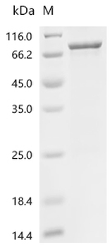 Recombinant Human tRNA-dihydrouridine (47) synthase [NAD (P) (+)]-like (DUS3L)