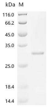 Recombinant Mouse Transcription factor MafF (Maff)