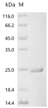 Recombinant Escherichia coli Chemotaxis protein CheY (cheY)
