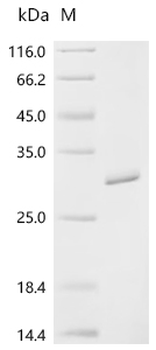Recombinant Escherichia coli RNA polymerase-binding transcription factor DksA (dksA)