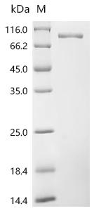 Recombinant Human N-acetylated-alpha-linked acidic dipeptidase 2 (NAALAD2), partial,Biotinylated