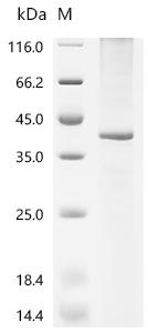 Recombinant Drosophila melanogaster Gustatory receptor for sugar taste 43a (Gr43a)