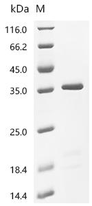 Recombinant Discosoma sp. Red fluorescent protein drFP583