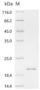 Recombinant Mouse General transcription factor II-I (Gtf2i), partial