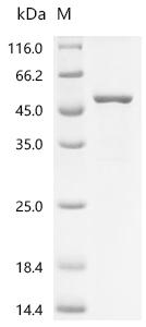 Recombinant Human Transmembrane protease serine 13 (TMPRSS13), partial