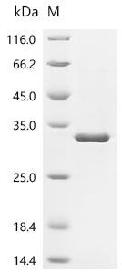 Recombinant Mouse Syntaxin-binding protein 6 (Stxbp6)