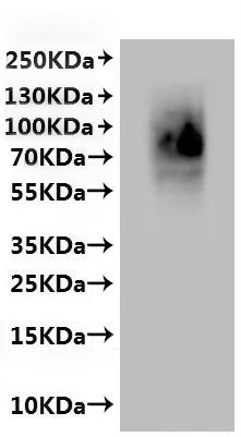Recombinant Mouse G-protein coupled bile acid receptor 1 (Gpbar1)-VLPs