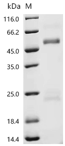 Recombinant Rat Coagulation factor X (F10)