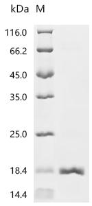 Recombinant Staphylococcus haemolyticus Cold shock protein CspA (cspA)