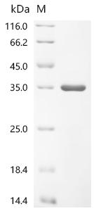 Recombinant Cat Junctional adhesion molecule A (F11R), partial
