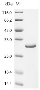 Recombinant Human Hepatic sodium/bile acid cotransporter (SLC10A1)
