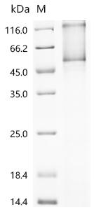 Recombinant Mouse Gastric inhibitory polypeptide receptor (Gipr)