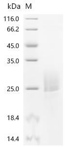 Recombinant Corylus avellana Major pollen allergen Cor a 1 isoforms 5, 6, 11 and 16