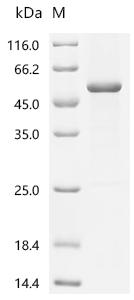 Recombinant Pig Lactadherin (MFGE8)