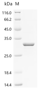 Recombinant Bacillus subtilis Biofilm-surface layer protein A (bslA)
