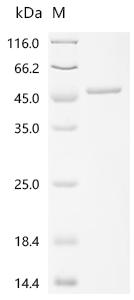 Recombinant Human V-type proton ATPase subunit d 1 (ATP6V0D1)