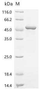 Recombinant Human Actin-related protein 2 (ACTR2)
