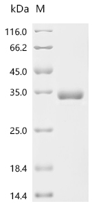 Recombinant Mouse Gastric inhibitory polypeptide (Gip), partial