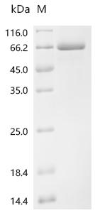 Recombinant Phleum pratense Pollen allergen Phl p 1 (PHLPI)