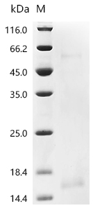 Recombinant Human Interleukin-13 (IL13)