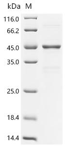 Recombinant Phleum pratense Profilin-1 (PRO1)