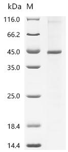 Recombinant Human Neurotensin receptor type 1 (NTSR1)