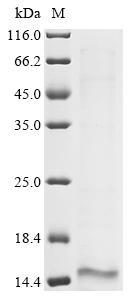 Recombinant Vaccinia virus Envelope protein H3 (OPG108) (X27S,X28S,X29S), partial