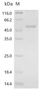 Recombinant Human Oxysterol-binding protein 1 (OSBP), partial