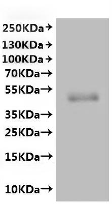 Recombinant Human Gap junction alpha-1 protein (GJA1)-VLPs