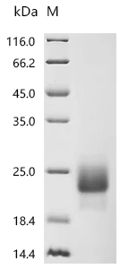 Recombinant Human Cytotoxic T-lymphocyte protein 4 (CTLA4), partial
