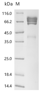 Recombinant Mouse Coagulation factor IX (F9)