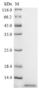 Recombinant Staphylococcus aureus Phenol-soluble modulin alpha 3 peptide (psmA3)