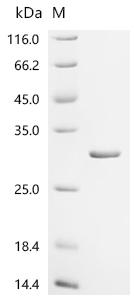 Recombinant Escherichia coli Phospholipase A1 (pldA)