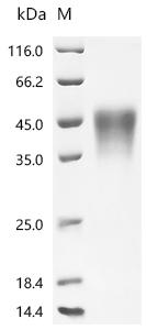 Recombinant Human Low affinity immunoglobulin gamma Fc region receptor III-A (FCGR3A), partial