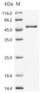 Recombinant Human Complement factor H (CFH), partial
