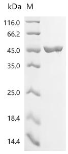 Recombinant Escherichia coli UDP-N-acetylenolpyruvoylglucosamine reductase (murB)