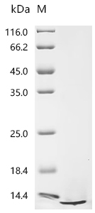 Recombinant Bovine Insulin-like growth factor I (IGF1)