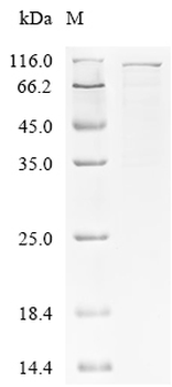 Recombinant Human Gelsolin (GSN)