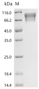Recombinant Bovine Coagulation factor IX (F9)