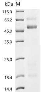 Recombinant Mouse Coagulation factor X (F10)