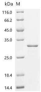 Recombinant Ananas comosus Fruit bromelain